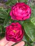 RedBluOP1 rose photo