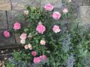 Peppermint Parfait rose photo