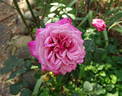 Gräfin Sonja ™ rose photo