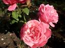 Sweet Perfumella rose photo