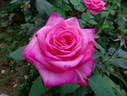 Love's Kiss rose photo