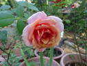 Pilar Landecho rose photo