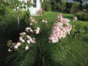 Petite de Terre Franche rose photo