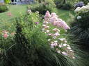 Petite de Terre Franche rose photo