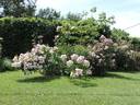 Petite de Terre Franche rose photo