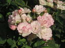 Petite de Terre Franche rose photo