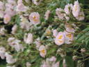 Eleonore Berkeley rose photo
