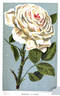 Madame Lacharme rose photo