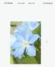 Tra27 clematis photo