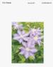 Trajem clematis photo