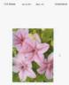 Tra415 clematis photo