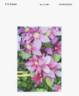 Tra73 clematis photo
