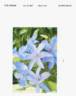Tra35 clematis photo