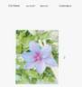 Tra35 clematis photo