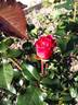 Frozen in Time rose photo