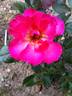 Frozen in Time rose photo