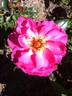 Frozen in Time rose photo