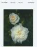 MEIzorland rose photo