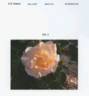 GRAapr rose photo