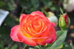Alinka rose photo