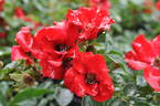 Alpenglühen rose photo