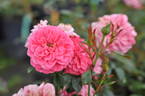 Amulett ® rose photo