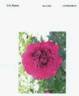 RTPIV789-06 peony photo