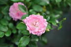 Ashamed Fairy rose photo