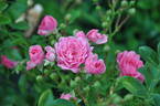 Ashamed Fairy rose photo