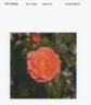 Hornimrod rose photo