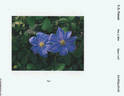 Blue Gloss clematis photo