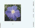 Blue Gloss clematis photo