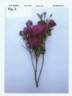 POUlren024 rose photo
