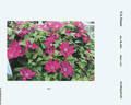 Fuchsia Flash clematis photo