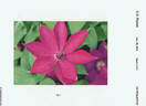 Fuchsia Flash clematis photo