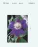 YAKU26 clematis photo