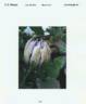 YAKU26 clematis photo