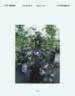 YAKU26 clematis photo
