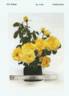 WEKsirjuci rose photo