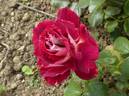 Red 4 rose photo
