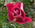 Red 4 rose photo