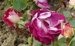 Red 4 rose photo