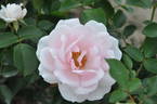 Ballade ® rose photo