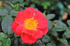 Bienenweide Hellrot rose photo