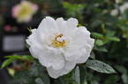 Bienenweide Weiss ® rose photo