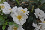 Bienenweide Weiss ® rose photo