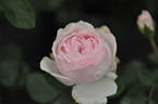 Cinderella rose photo