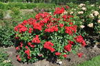 Crimson Meidiland rose photo