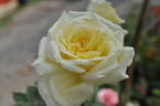 Elfe ® rose photo
