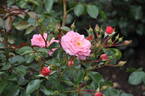 Elysium rose photo